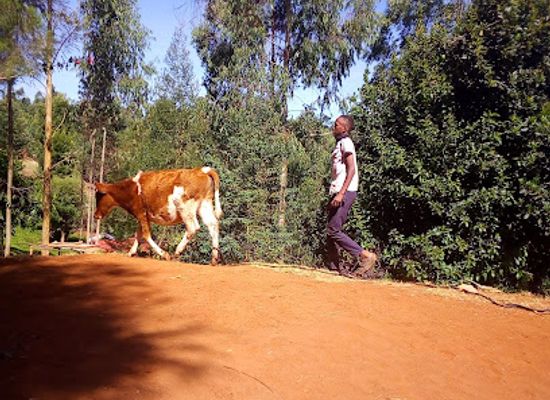 kenya/aberdare-range/bar/tuonane-bar
