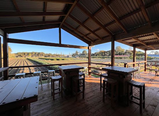 norfolk-island/steels-point/bar/lavender-farm-fitzys-farm