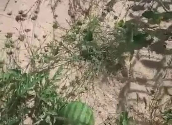 somalia/middle-shabelle/bar/garaswayne-cadale-shabellaha-dhexe