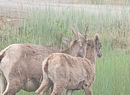 utah/flaming-gorge-national-recreation-area/bar/mountain-meadows-at-flaming-gorge-resort