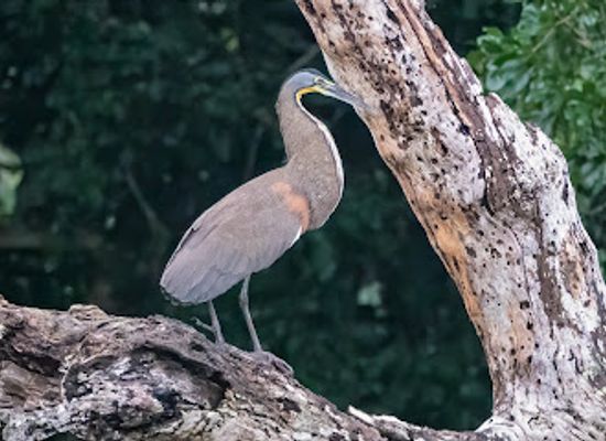 belize/crooked-tree-wildlife-sanctuary/bar/crooked-tree-wildlife-sanctuary