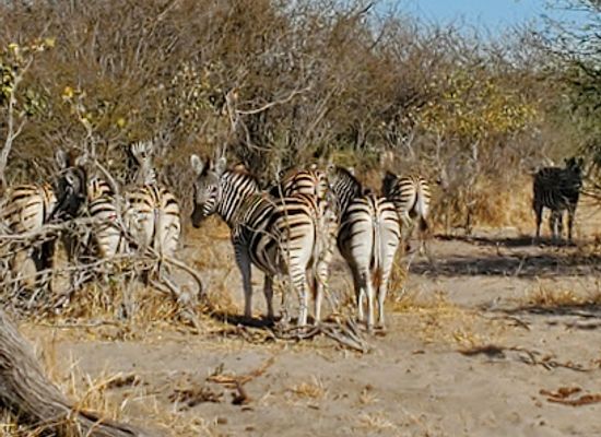 botswana/nxai-pan-national-park/bar/makgadikgadi-pans-national-park