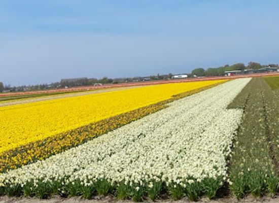 netherlands/bollenstreek/bar/brouwerij-klein-duimpje