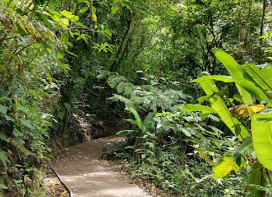 costa-rica/monteverde-cloud-forest-biological-reserve/bar/parqueo-reserva-monteverde-cloud-forest