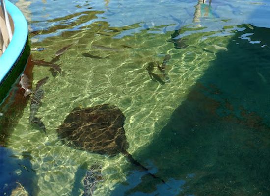 alabama/dauphin-island/bar/alabama-aquarium-at-the-dauphin-island-sea-lab