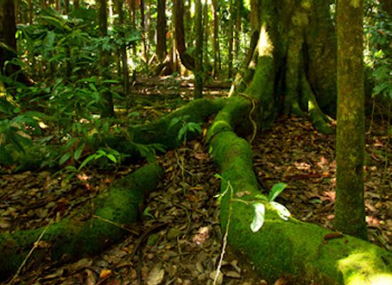 australia/daintree-rainforest/bar/cooper-creek-wilderness-daintree-rainforest