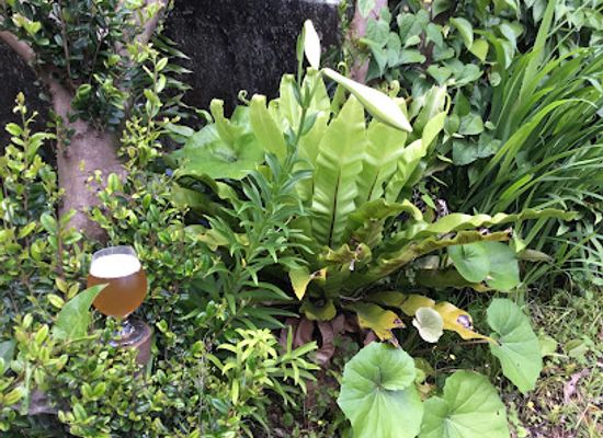 japan/yakushima/bar/catch-the-beer