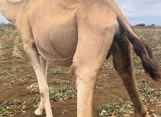 somalia/bakool/bar/hudur