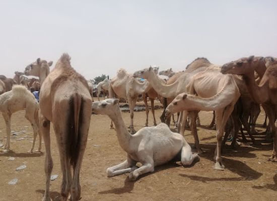 mauritania/adrar/bar/visit-mauritania-tours