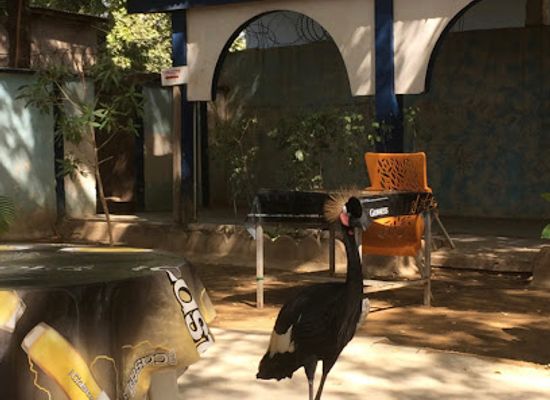chad/lac/bar/le-pelican