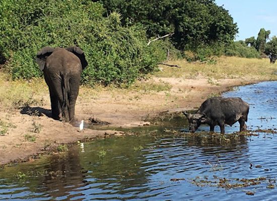 botswana/chobe-district/bar/chobe-national-park