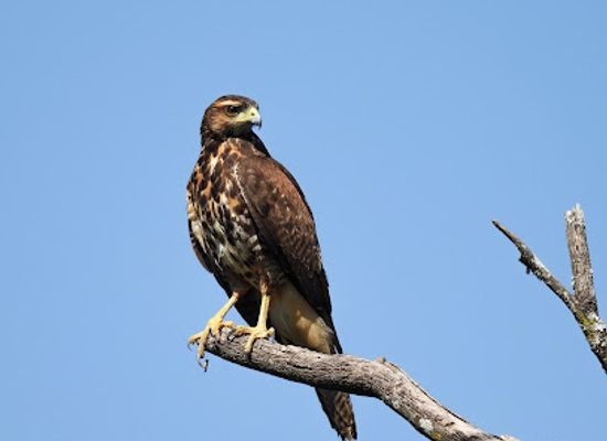 paraguay/pantanal/bar/wildlife-paraguay