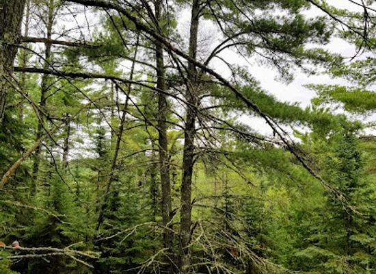 minnesota/voyageurs-national-park/bar/voyageurs-forest-overlook