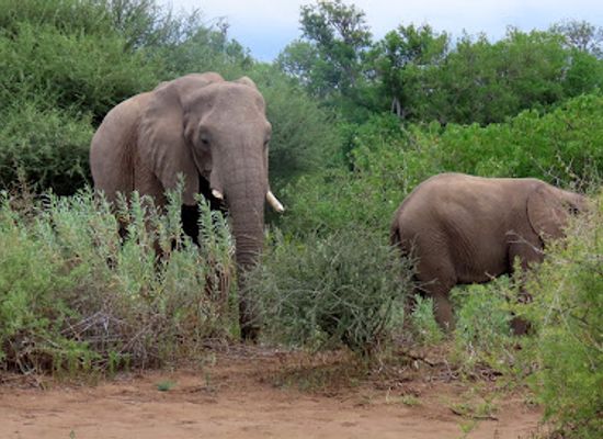 botswana/tuli-block/bar/mashatu-game-reserve