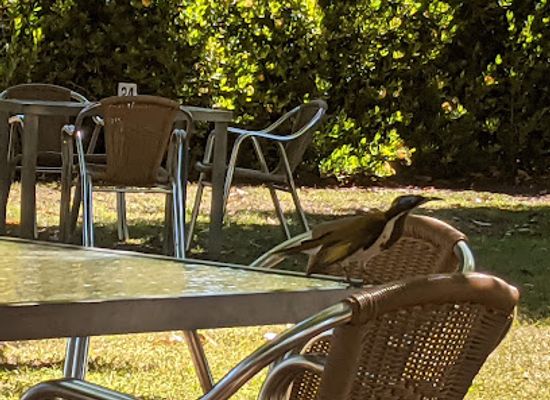 australia/pilbara/bar/ivanhoe-cafe