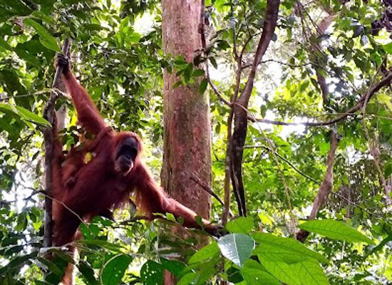 indonesia/bukit-lawang/bar/yaahowu