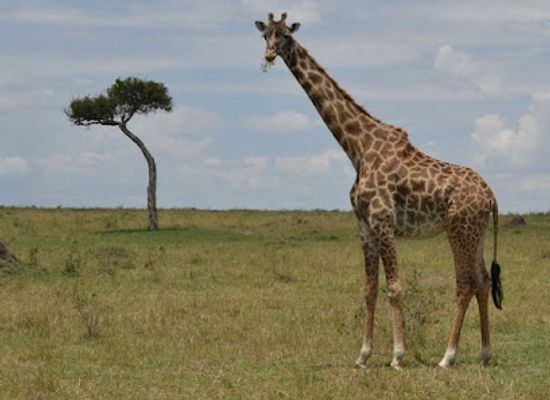 comoros/itsandra/bar/akili-travel
