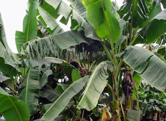 equatorial-guinea/luba/bar/la-isla-bonita
