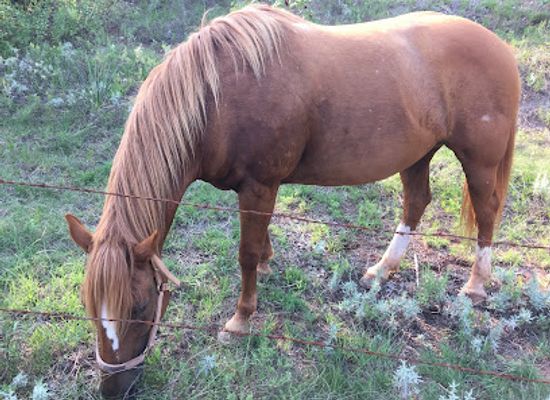 oklahoma/roman-nose-state-park/bar/roman-nose-state-park-stables