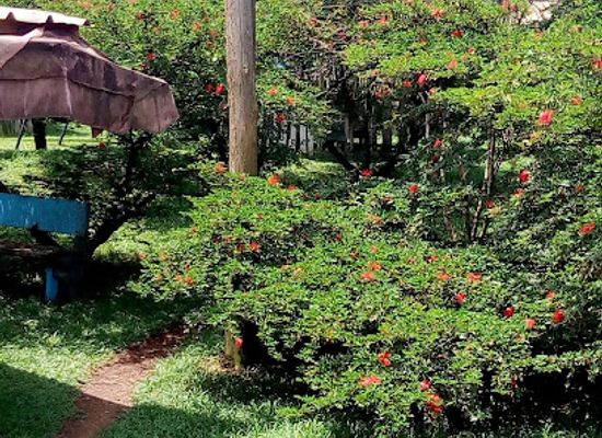 cameroon/forest-region/bar/dallas-bar