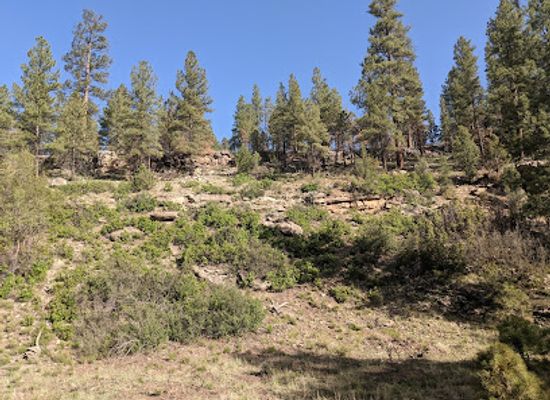 arizona/kaibab-national-forest/bar/kaibab-plateau