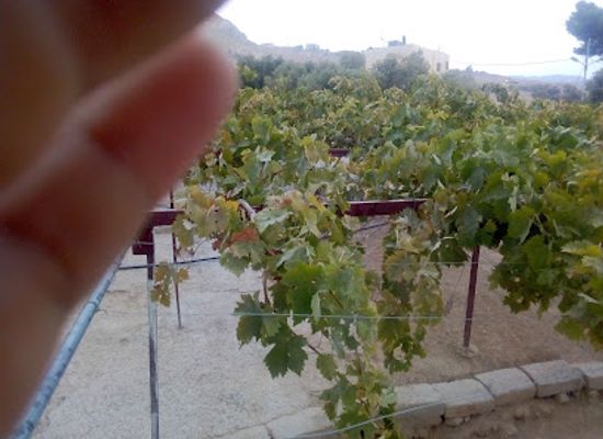 yemen/al-bayda/bar/