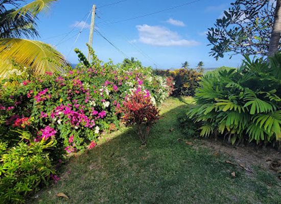 grenada/saint-patrick/bar/armadillo-guesthouse-restaurant
