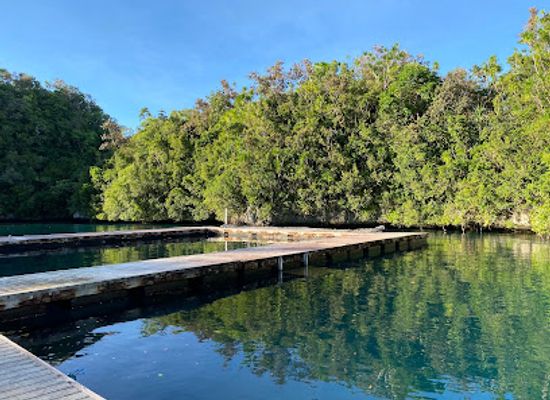 palau/ngardmau-waterfall/bar/dolphins-pacific