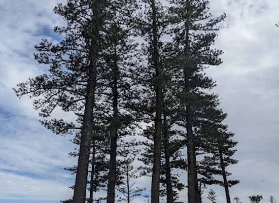 norfolk-island/queen-victoria-s-garden/bar/on-da-cliff