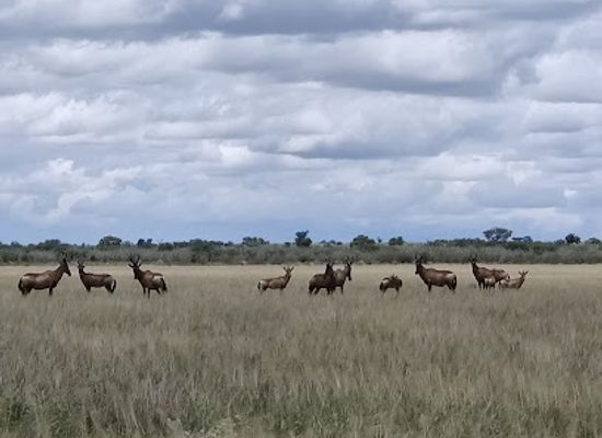 botswana/kalahari-desert/bar/khutse-game-reserve