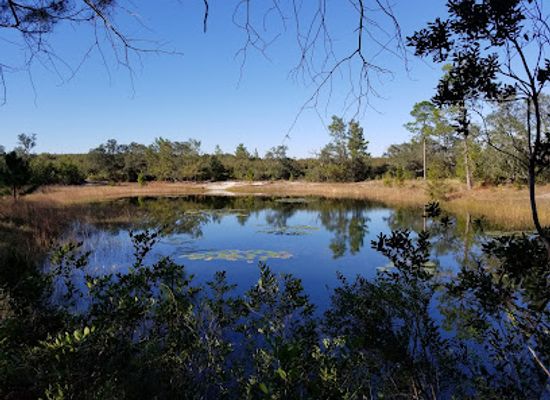 florida/juniper-springs-recreation-area/bar/juniper-prairie-wilderness