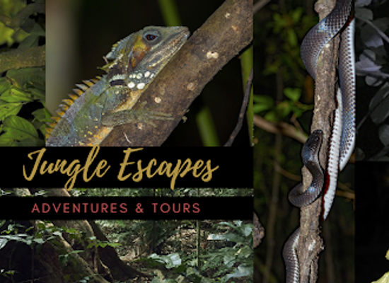 australia/cape-tribulation/bar/cape-tribulation-daintree-night-walks-spotlighting-day-walk-tours
