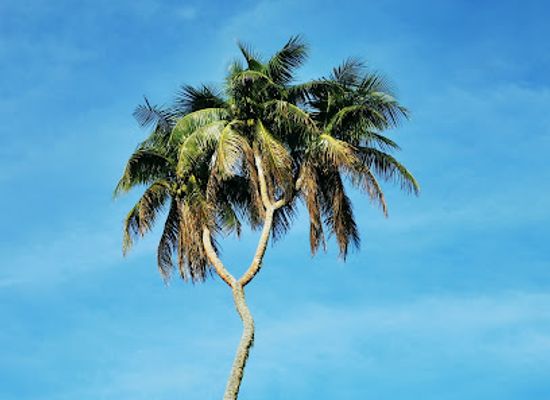 tonga/niuafo-ou/bar/3-headed-coconut