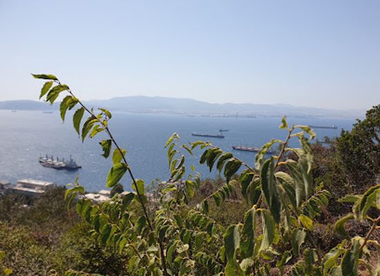 gibraltar/gibraltar-nature-reserve/bar/the-angry-friar