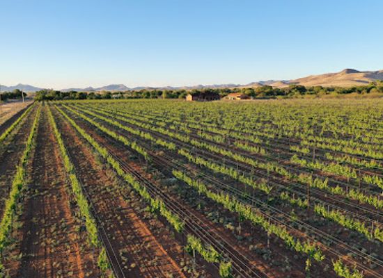arizona/chiricahua-national-monument/bar/sonoran-wines-vineyards