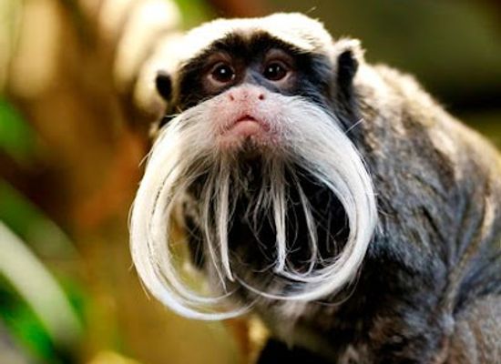 equatorial-guinea/kie-ntem/bar/monkey-and-chill-lounge