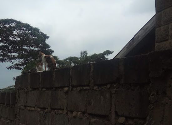 kenya/central-highlands/bar/red-bull-bar-restraurant