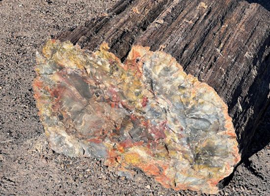 arizona/petrified-forest-national-park/bar/crystal-forest