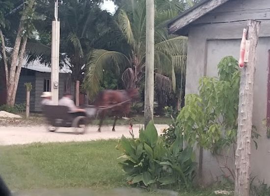 belize/mountain-pine-ridge/bar/tillett-s-salbutes
