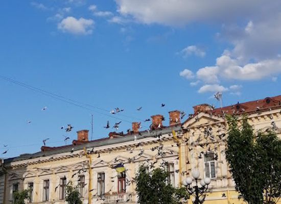 ukraine/chernivtsi/old-town/bar/bla-bla-bar