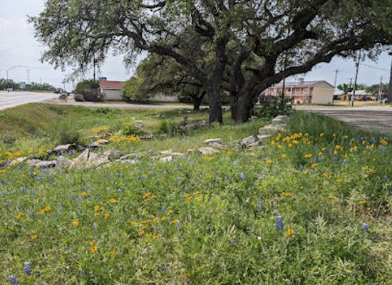 texas/llano-estacado/bar/ramblin-rose