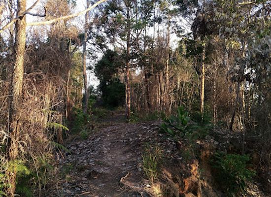 brunei/bukit-shahbandar-recreational-park/bar/bukit-silat-trail