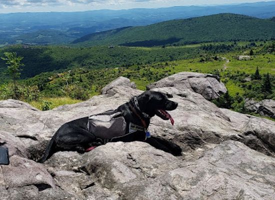virginia/grayson-highlands-state-park/bar/appalachian-trail-grayson-highlands
