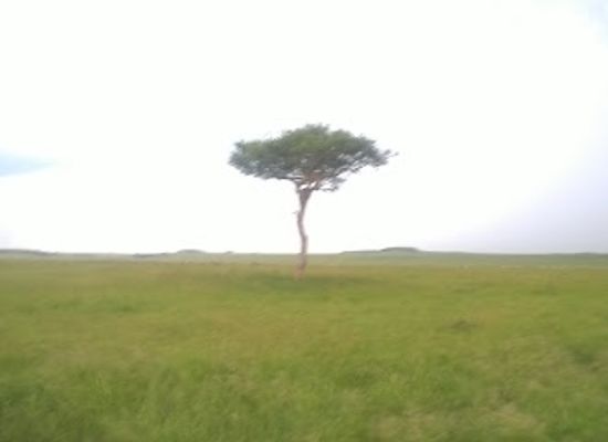 kenya/kilimanjaro-region/bar/dawida-kilimanjaro-pub-restaurant