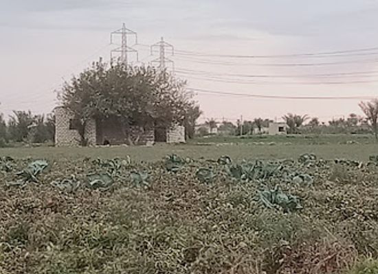 egypt/faiyum-oasis/bar/