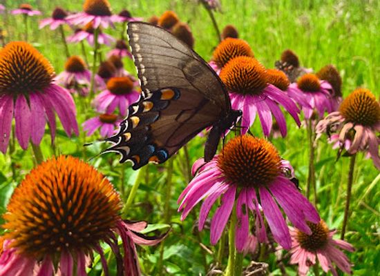 iowa/loess-hills/bar/loess-hills-lavender-farm