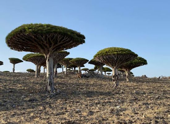 yemen/socotra-island/bar/diksam