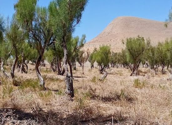 turkmenistan/repetek-nature-reserve/bar/badhyz-state-nature-reserve