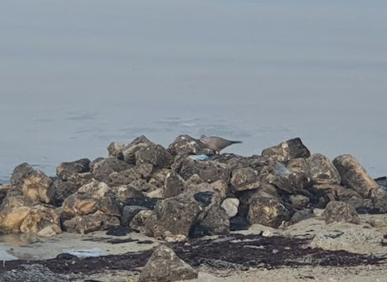 bahrain/bahrain-fort/bar/jay-kark