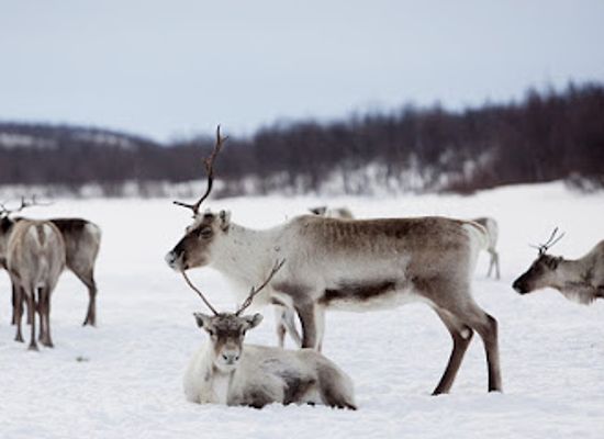 norway/finnmark-plateau/bar/finnmarksvidda
